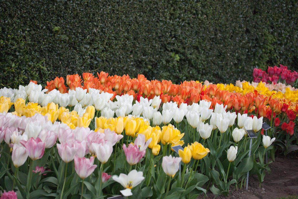 Clear child-friendly garden depiction on a neutral background